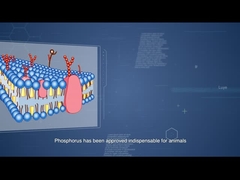 음식물의 인의 활용을 향상시키고 공급 비용을 낮추는 선피하세 HT